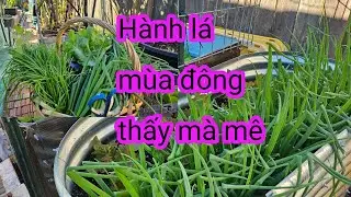 #642:Buổi sáng mùa đông thu hoạch rổ rau đầy ấp, tranh thủ hái trước ngày xuống 29°F.