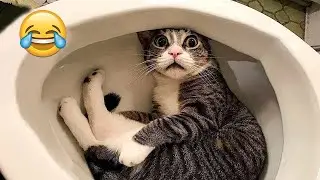 Funniest Cats and Dogs Clips 2026😼🐶Try Not To Laugh😜