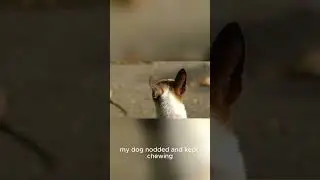 Dog Chew Training Tips That Actually Work 🐶🦴