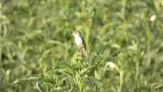 Ashy Prinia Call / Ashy Prinia Song / Ashy Prinia Sounds / Ashy Prinia Singing Song