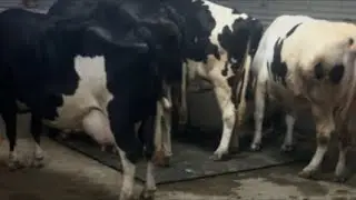 #cow #dairy#farm#punjab #cow#ABS#DENMARK#Worldwidw#semen#hf