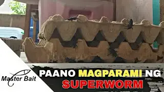 Superworm Breeding Setup | Changing Substrates