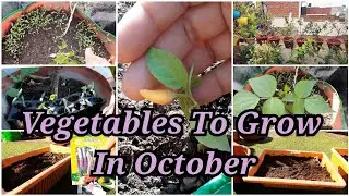 Vegetables to grow in October🥦🍅 || Rooftop Kitchen Garden Ideas || Small Garden || My Happy Garden