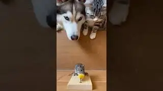 Clever Mouse Outsmarts Trap Right Under Husky & Cat's Watchful Eyes!