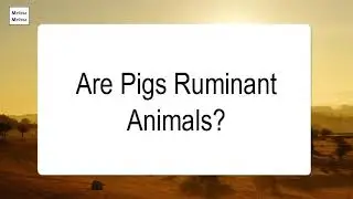Are Pigs Ruminant Animals