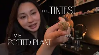 Crafting Time - The TINIEST living plant in pot 