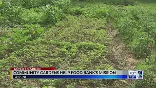 Community Gardens Help Food Bank's Mission