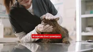 Osteoartritis prizadane tudi do 40 % mlajših mačk!