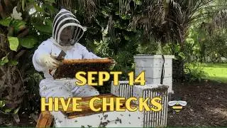 Beautiful Day for Hive Inspections | Backyard Beekeeping