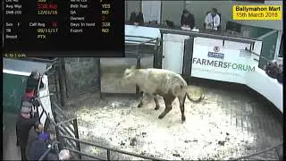 Ballymahon Cattle Mart 15th March 2018