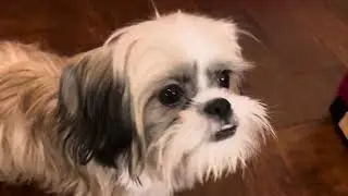 Cute Shih Tzu puppies eating pears 🍐🥰🥰#doglover #dog #shihtzu