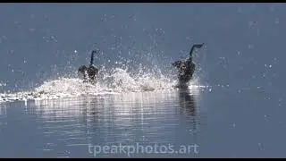 Western Grebes Mating Rush - Eagle Lake - Lassen County California