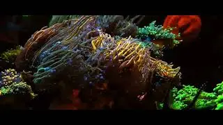 Mixed reef tank