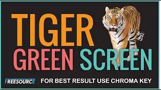 Tigre green screen video | Copyright free videos | For more visit in freesource |