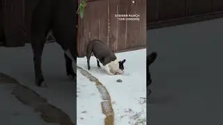 Animals outside in the ice and winter storm in Central Texas, Austin  #texas