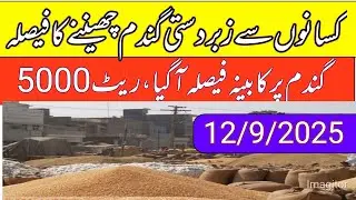 Punjab wheat support price 2025/gundam support price in Punjab pakistan/local farmers 
