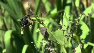 Butterflies for August: Larval Plants