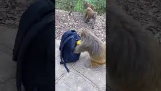 #Hanuman ☺️Bandar vande #Mataram UC browser support kar rahi thi pyar banakar comment