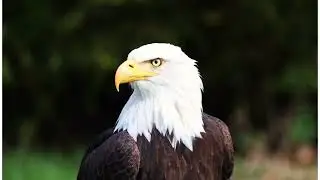 African fish eagle  _ Echoes of the Wild 