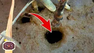 What’s inside the hole? 🦀 護岸の穴を覗いたら、越冬中のカニと目が合った！ #4k