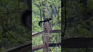 Black Squirrel