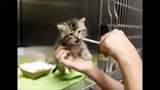 Покорми кота, текст - Арик Став, музыка, вокал - Лев Шафир