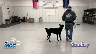 Dog Training - MCC Dog Obedience Bootcamp Update Video (11-03-2025)