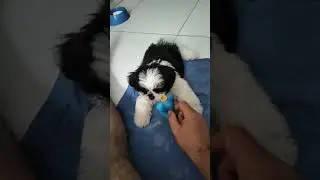 Shitsu lindo.