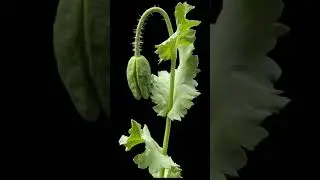 opium
