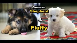 Funny and Cute German Shepherd Puppy Compilation