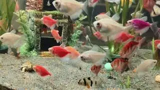 My aquarium 🐠🐟🐠🐟