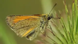 Large Skipper butterfly (Ochlodes venatus)