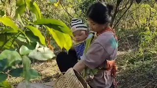 Harvesting Giant Cassava Tubers in the Forest | A Simple Daily Routine