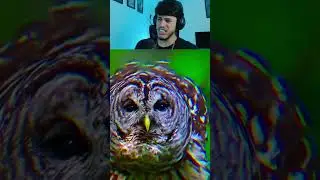 os cantos mais assustadores de aves