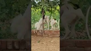 1cutepuppy, puppy, dog, dogshorts #cutedog #viral #video #short #trending #dogs