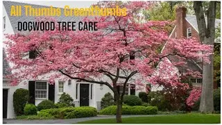 Dogwood Divas: Basics of Caring for a Dogwood Tree