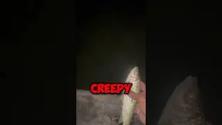 Creepy Arapaima fish! (📸: rarusfishing) #viral #shorts #trending #creepy