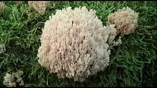Artomyces pyxidatus, September 2, 2023