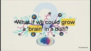 The Human Brain Organoid Revolution | Stem Cells | GeneInCell | 2026