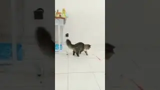 kucing suka bermain #shorts