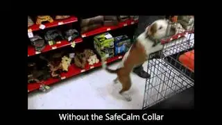 WORLD&rsquo;S MOST SAFE AND EFFECTIVE DOG TRAINING COLLAR SafeCalm - Dog Whisperer BIG CHUCK MCBRIDE