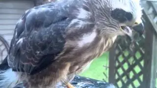 Orphaned hawk that we rescued.