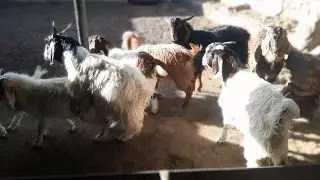 A Quiet Village Day | Feeding Goats, Petting the Cats & Simple Living