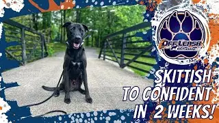 Birmingham Dog Trainers - 2 Year Old Male Rescue Gains Much Needed Confidence And Obedience Skills!
