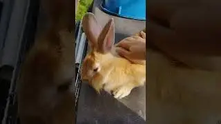 Bunny Rabbit Rabbit For Adoption - 1 Year 6 Months, Browntie from Subang Jaya, Selangor