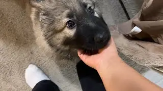 Our New Family Member: Meet Our German Shepherd Puppy