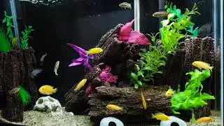 Recap of overstock 30 gallon tank with African cichlids