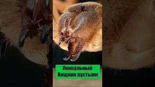 #сальпуга  #насекомые #хищник #природа #животные#пустыня #скорость #реакция #факты #живаяпланета