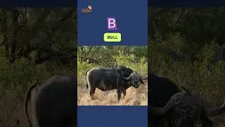 ABC Farm Animals Song | Letter ABCD | Learn English and Animals for Kids #abcd