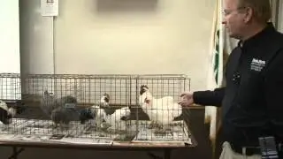 How to Gender Chickens